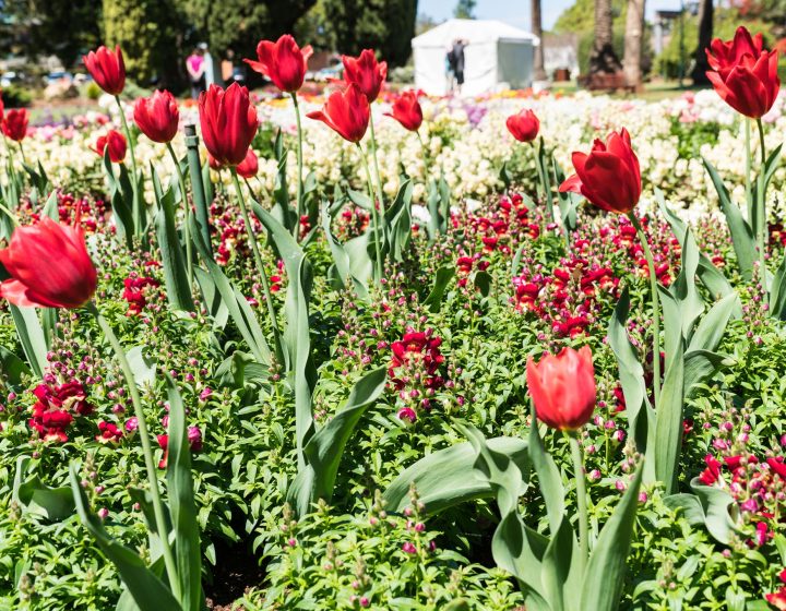 Beautiful floral display in Queens Park during Toowoomba's Carnival of Flowers with red tulips, red and white snapdragons